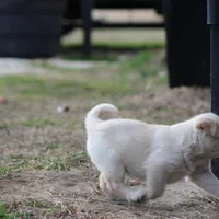 Buck, a male Australian Cattle Dog and Golden Retriever for sale in Beulaville, NC – Photo 9 of 10