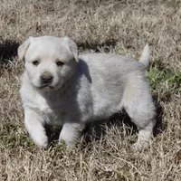 Buck, a male Australian Cattle Dog and Golden Retriever for sale in Beulaville, NC – Photo 2 of 10