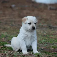 Buck, a male Australian Cattle Dog and Golden Retriever for sale in Beulaville, NC – Photo 10 of 10