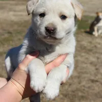 Buck, a male Australian Cattle Dog and Golden Retriever for sale in Beulaville, NC – Photo 3 of 10