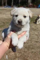 Buck, a male Australian Cattle Dog and Golden Retriever for sale in Beulaville, NC – Photo 2 of 6