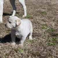 Buck, a male Australian Cattle Dog and Golden Retriever for sale in Beulaville, NC – Photo 5 of 10