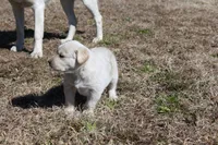 Buck, a male Australian Cattle Dog and Golden Retriever for sale in Beulaville, NC – Photo 4 of 6