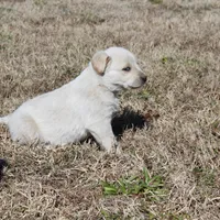 Buck, a male Australian Cattle Dog and Golden Retriever for sale in Beulaville, NC – Photo 6 of 10