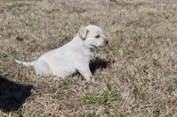 Buck, a male Australian Cattle Dog and Golden Retriever for sale in Beulaville, NC – Photo 5 of 6