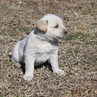 Buck, a male Australian Cattle Dog and Golden Retriever for sale in Beulaville, NC – Photo 7 of 10