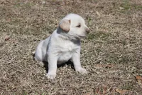 Buck, a male Australian Cattle Dog and Golden Retriever for sale in Beulaville, NC – Photo 6 of 6