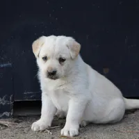 Buck, a male Australian Cattle Dog and Golden Retriever for sale in Beulaville, NC – Photo 8 of 10