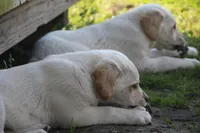 Buck, a male Australian Cattle Dog and Golden Retriever for sale in Beulaville, NC – Photo 1 of 10