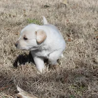 Buck, a male Australian Cattle Dog and Golden Retriever for sale in Beulaville, NC – Photo 4 of 10