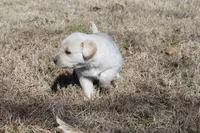 Buck, a male Australian Cattle Dog and Golden Retriever for sale in Beulaville, NC – Photo 3 of 6
