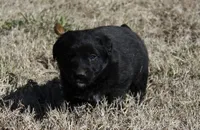 Max, a male Australian Cattle Dog and Golden Retriever for sale in Beulaville, NC – Photo 2 of 5