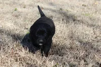 Max, a male Australian Cattle Dog and Golden Retriever for sale in Beulaville, NC – Photo 4 of 5