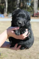 Max, a male Australian Cattle Dog and Golden Retriever for sale in Beulaville, NC – Photo 1 of 5