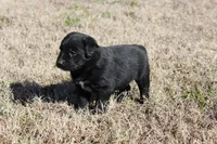 Max, a male Australian Cattle Dog and Golden Retriever for sale in Beulaville, NC – Photo 5 of 5