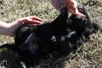 Max, a male Australian Cattle Dog and Golden Retriever for sale in Beulaville, NC – Photo 3 of 5
