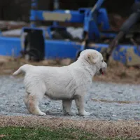 Penny, a female Australian Cattle Dog and Golden Retriever for sale in Beulaville, NC – Photo 5 of 6