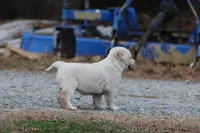 Penny, a female Australian Cattle Dog and Golden Retriever for sale in Beulaville, NC – Photo 4 of 4