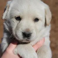 Penny, a female Australian Cattle Dog and Golden Retriever for sale in Beulaville, NC – Photo 2 of 6