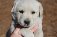 Penny, a female Australian Cattle Dog and Golden Retriever for sale in Beulaville, NC – Photo 1 of 4