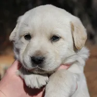 Penny, a female Australian Cattle Dog and Golden Retriever for sale in Beulaville, NC – Photo 3 of 6