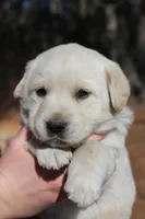 Penny, a female Australian Cattle Dog and Golden Retriever for sale in Beulaville, NC – Photo 2 of 4