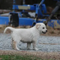 Penny, a female Australian Cattle Dog and Golden Retriever for sale in Beulaville, NC – Photo 4 of 6