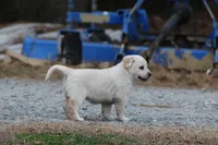 Penny, a female Australian Cattle Dog and Golden Retriever for sale in Beulaville, NC – Photo 3 of 4