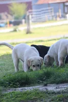Penny, a female Australian Cattle Dog and Golden Retriever for sale in Beulaville, NC – Photo 6 of 6