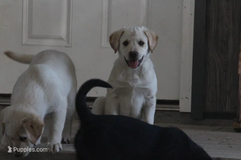 Penny, a female Australian Cattle Dog and Golden Retriever for sale in Beulaville, NC – Photo 1 of 6