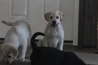 Penny, a female Australian Cattle Dog and Golden Retriever for sale in Beulaville, NC – Photo 1 of 6
