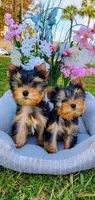 TOBBY, a male Yorkshire Terrier for sale in Orlando, FL – 2 of 3