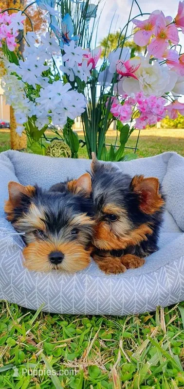 TOBBY – Yorkshire Terrier puppy for sale in Orlando, FL