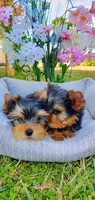 TOBBY, a male Yorkshire Terrier for sale in Orlando, FL – 1 of 3