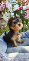 TOBBY, a male Yorkshire Terrier for sale in Orlando, FL – 3 of 3