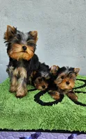 Yorkshire Terrier Tea cup, a male Yorkshire Terrier for sale in Orlando, FL – 7 of 7