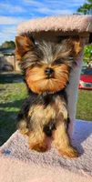 Yorkshire Terrier Tea cup, a male Yorkshire Terrier for sale in Orlando, FL – 5 of 7