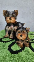 Yorkshire Terrier Tea cup, a male Yorkshire Terrier for sale in Orlando, FL – 6 of 7