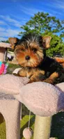 Yorkshire Terrier Tea cup, a male Yorkshire Terrier for sale in Orlando, FL – 4 of 7
