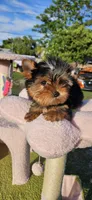 Yorkshire Terrier Tea cup, a male Yorkshire Terrier for sale in Orlando, FL – 3 of 7