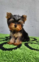Yorkshire Terrier Tea cup, a male Yorkshire Terrier for sale in Orlando, FL – 1 of 7
