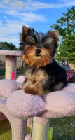 Yorkshire Terrier Tea cup, a male Yorkshire Terrier for sale in Orlando, FL – 2 of 7