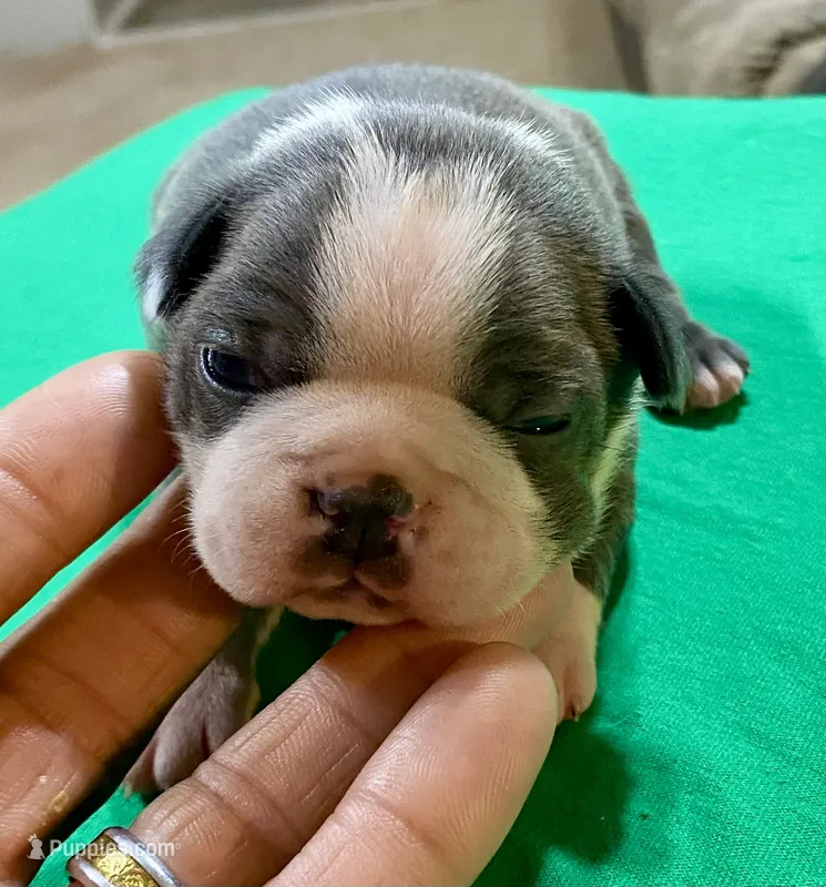 Apollo – Boston Terrier puppy for sale in Crossett, AR
