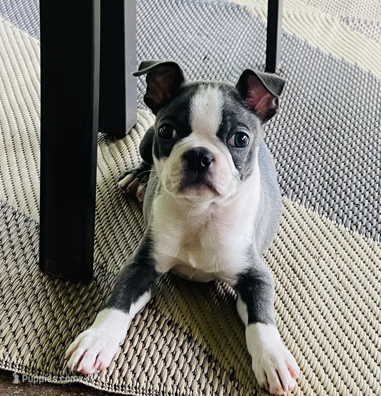 Apollo – Boston Terrier puppy for sale in Crossett, AR