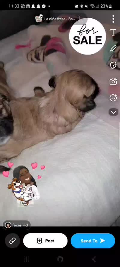 Shih Tuz, a female Shih Tzu for sale in Bronx, NY – 2 of 2