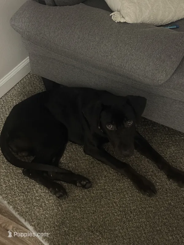 Koba – Doberman Pinscher, Cane Corso puppy for sale in Peoria, IL