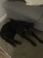 Koba, a male Doberman Pinscher and Cane Corso for sale in Peoria, IL – 1 of 2