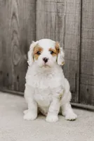 Freddy, a male Cavapoo for sale in Columbia City, IN – 7 of 9