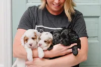 Freddy, a male Cavapoo for sale in Columbia City, IN – 8 of 9