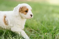 Freddy, a male Cavapoo for sale in Columbia City, IN – 9 of 9